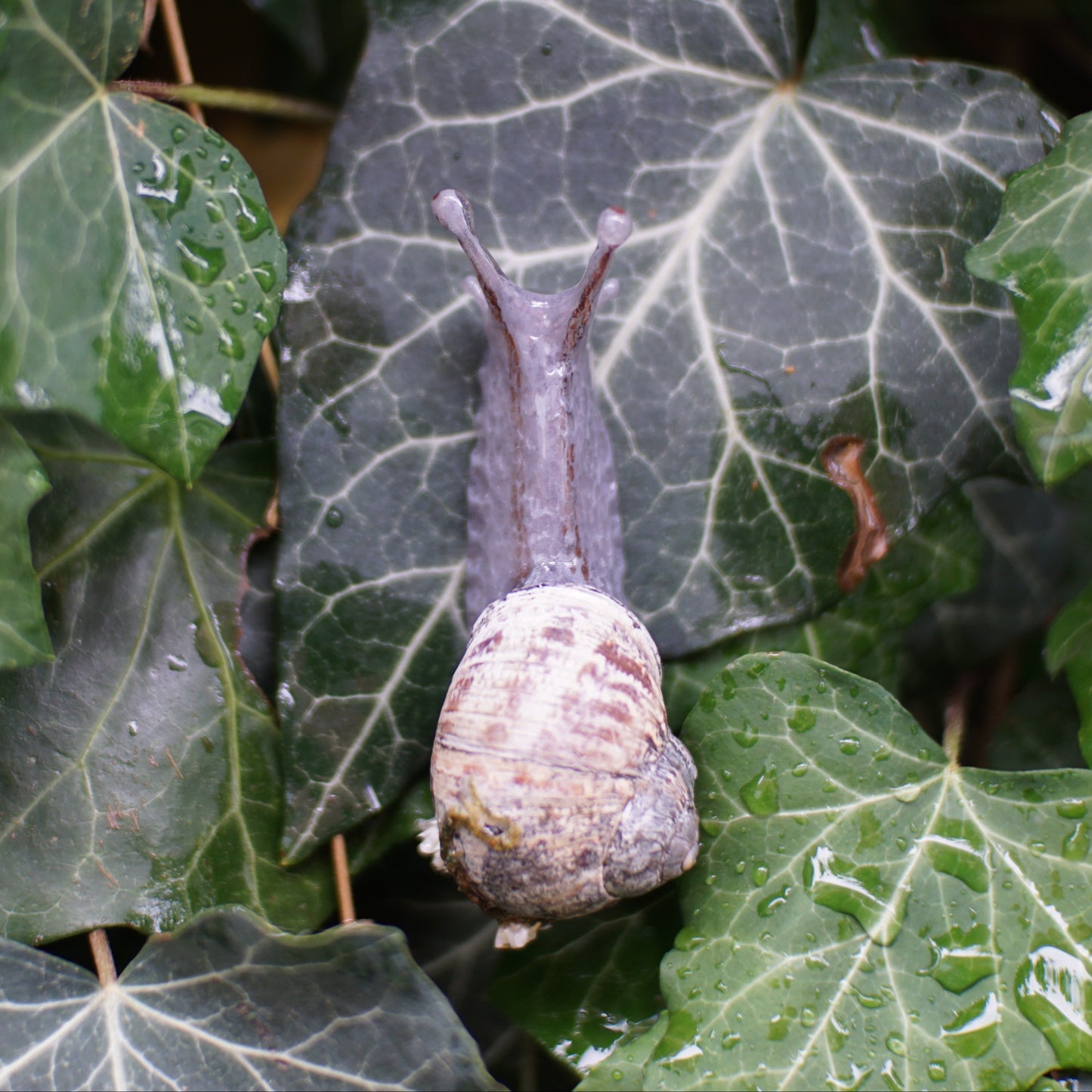 Mossy Snail Hair Clip