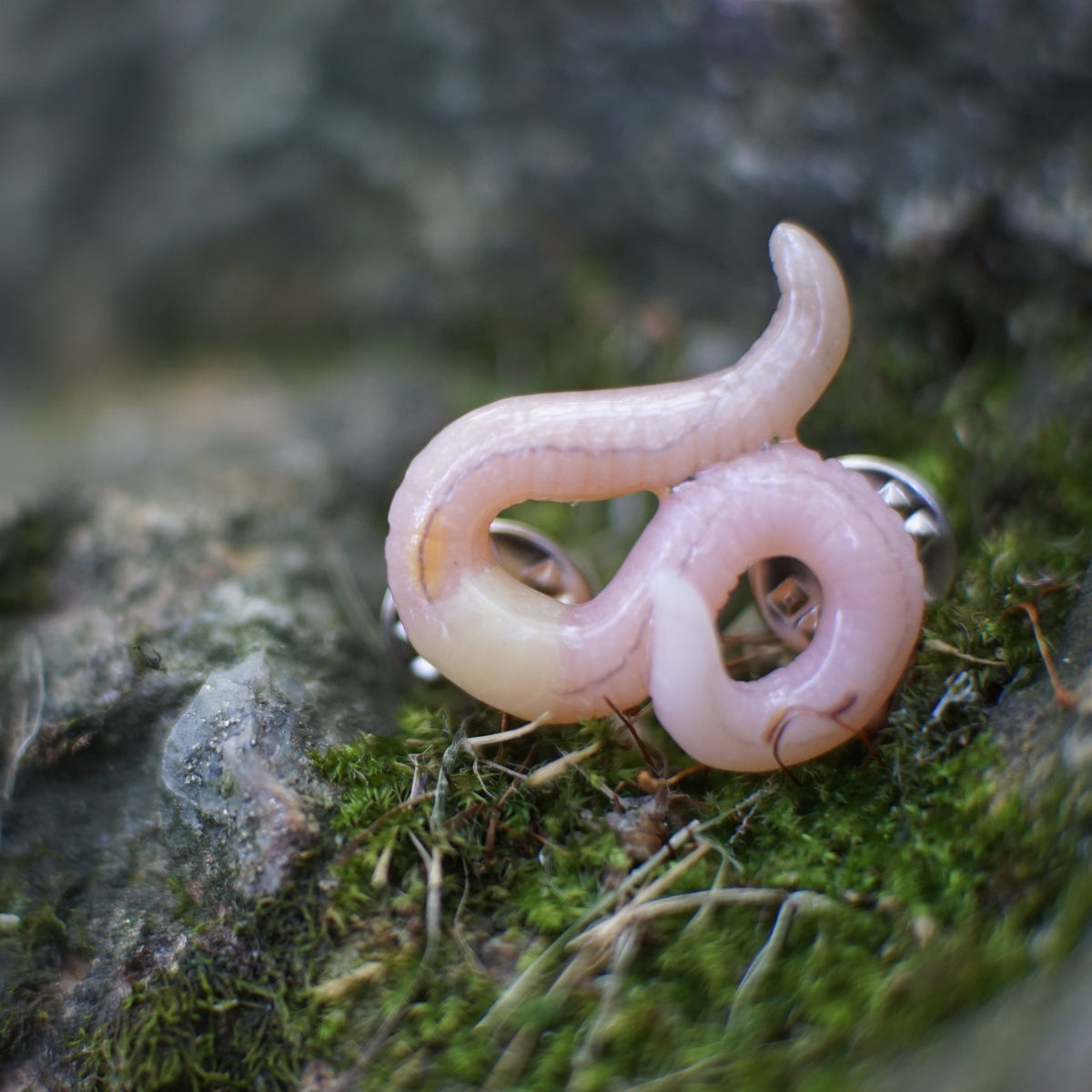 Pin Worm