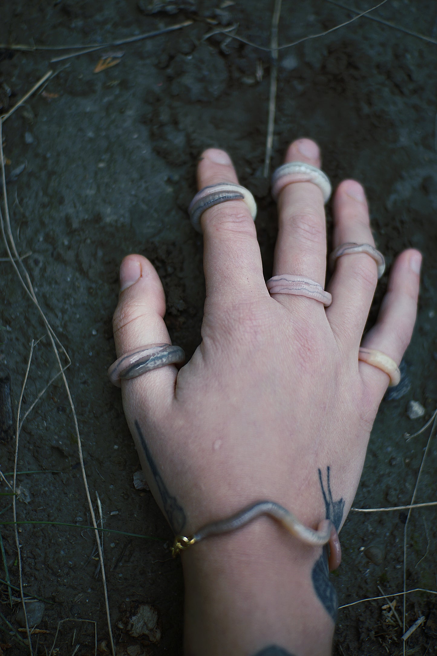 Ring Worm