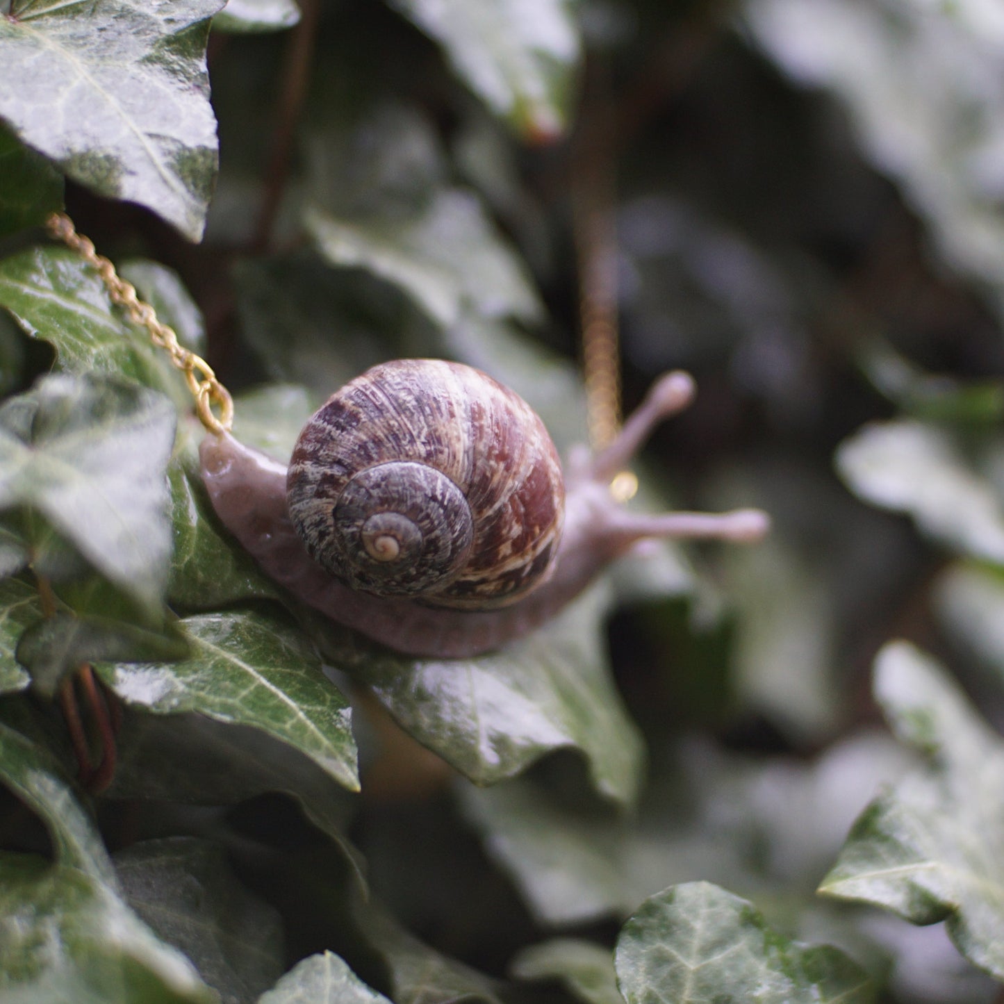 Snail Necklace