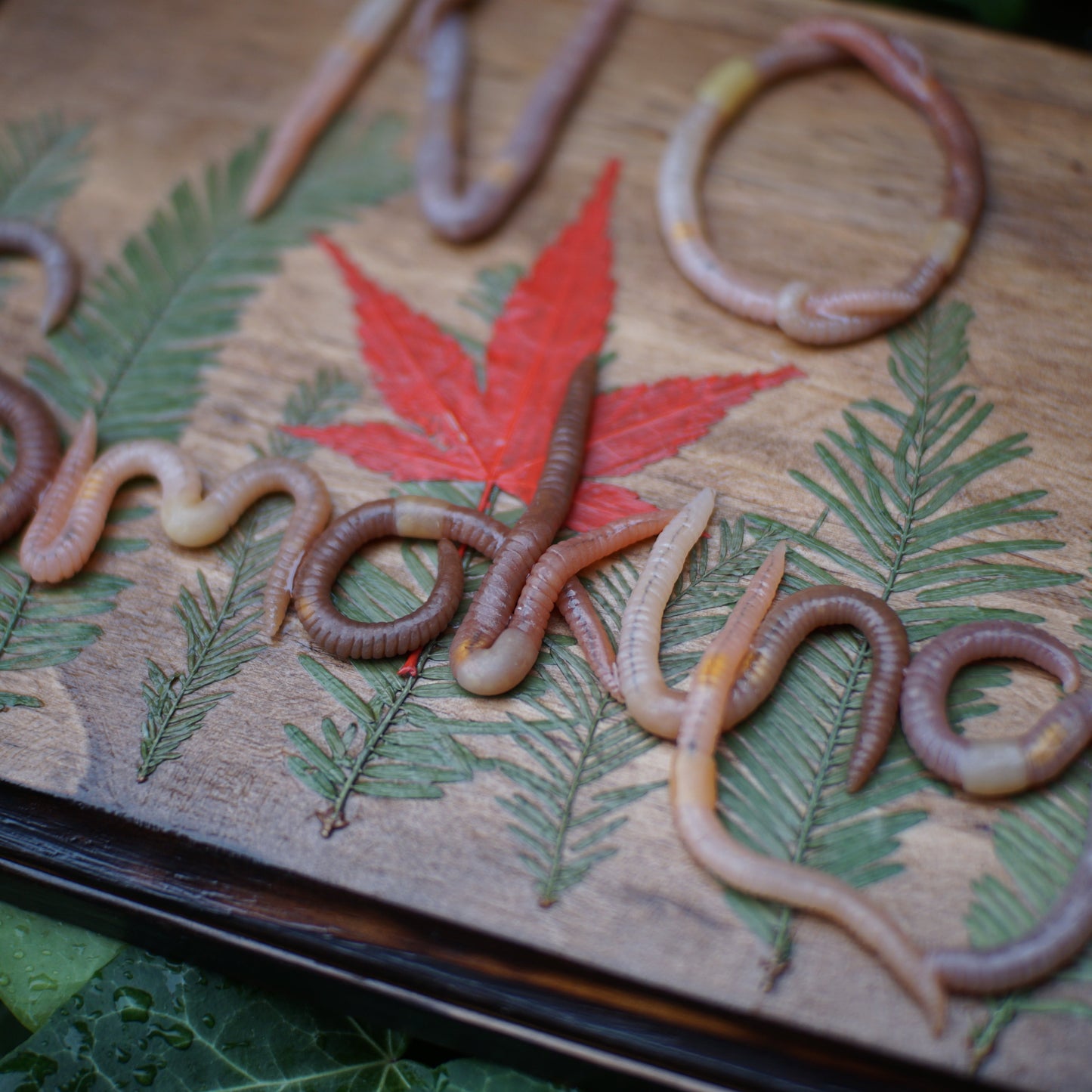 NO Smoking Plaque