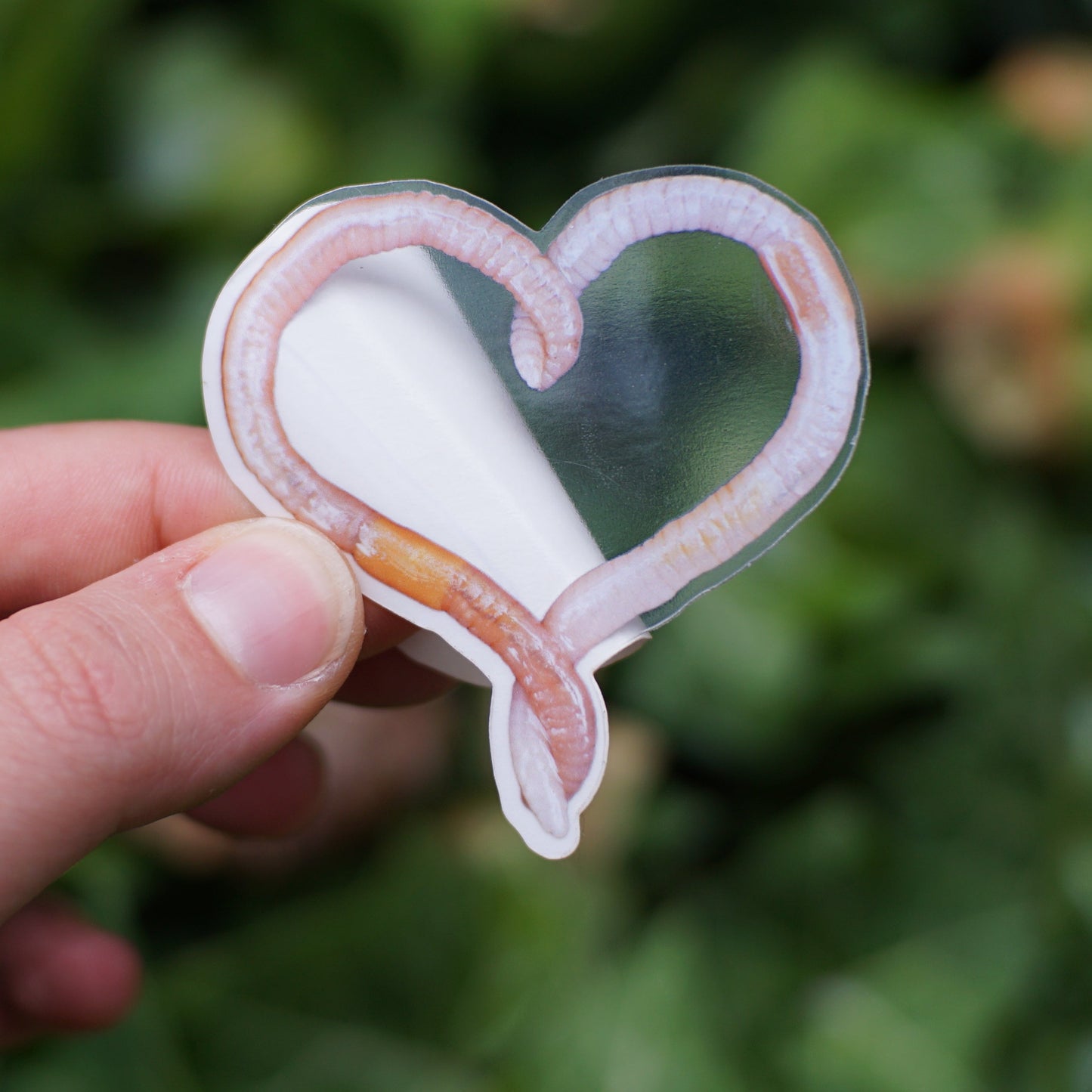 Heart Worm Sticker
