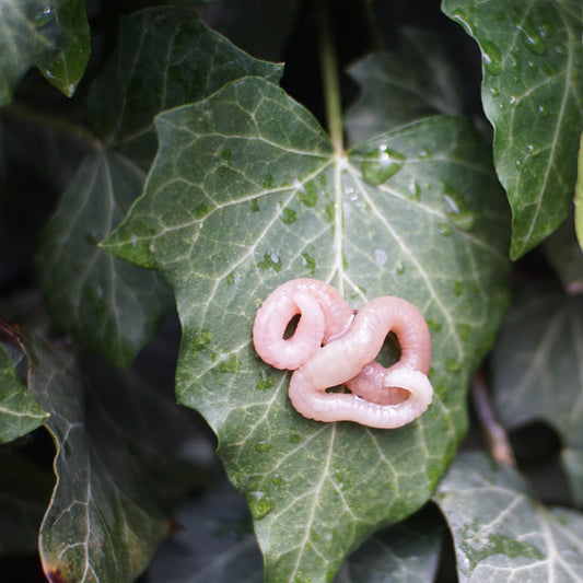 Pin Worm