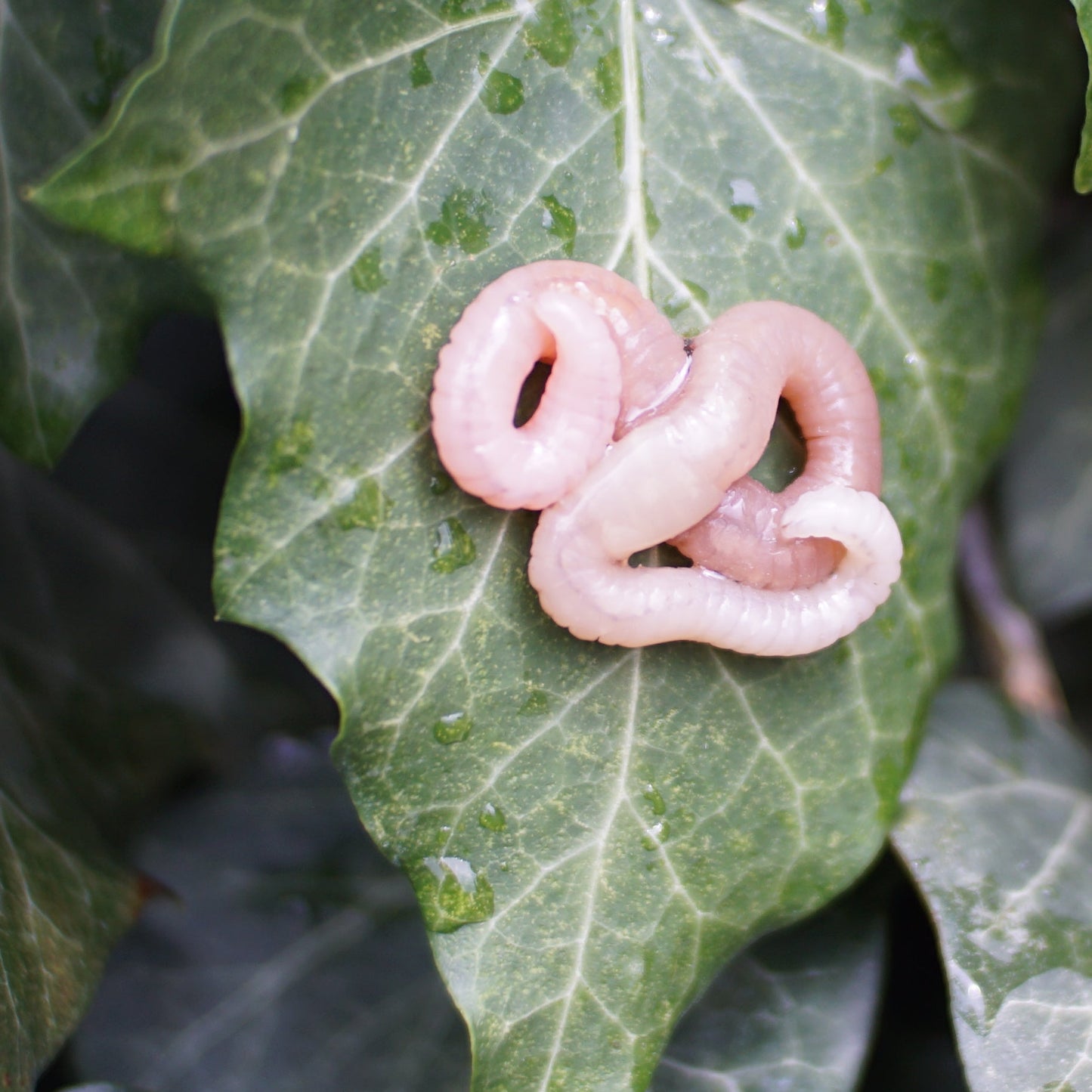 Pin Worm