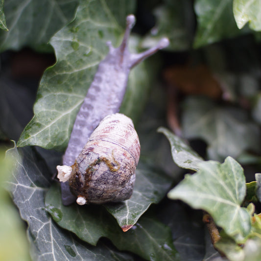 Mossy Snail Hair Clip
