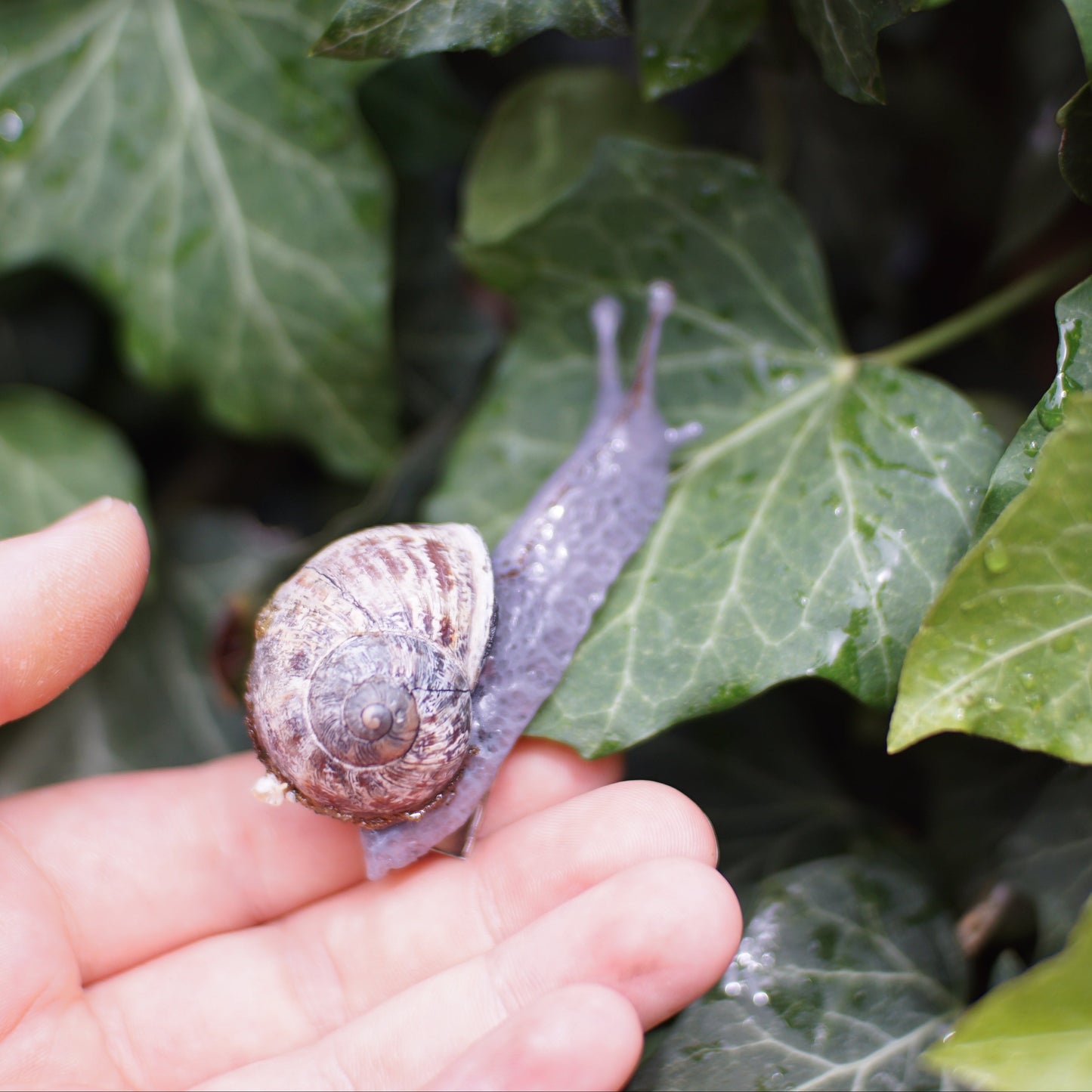 Mossy Snail Hair Clip