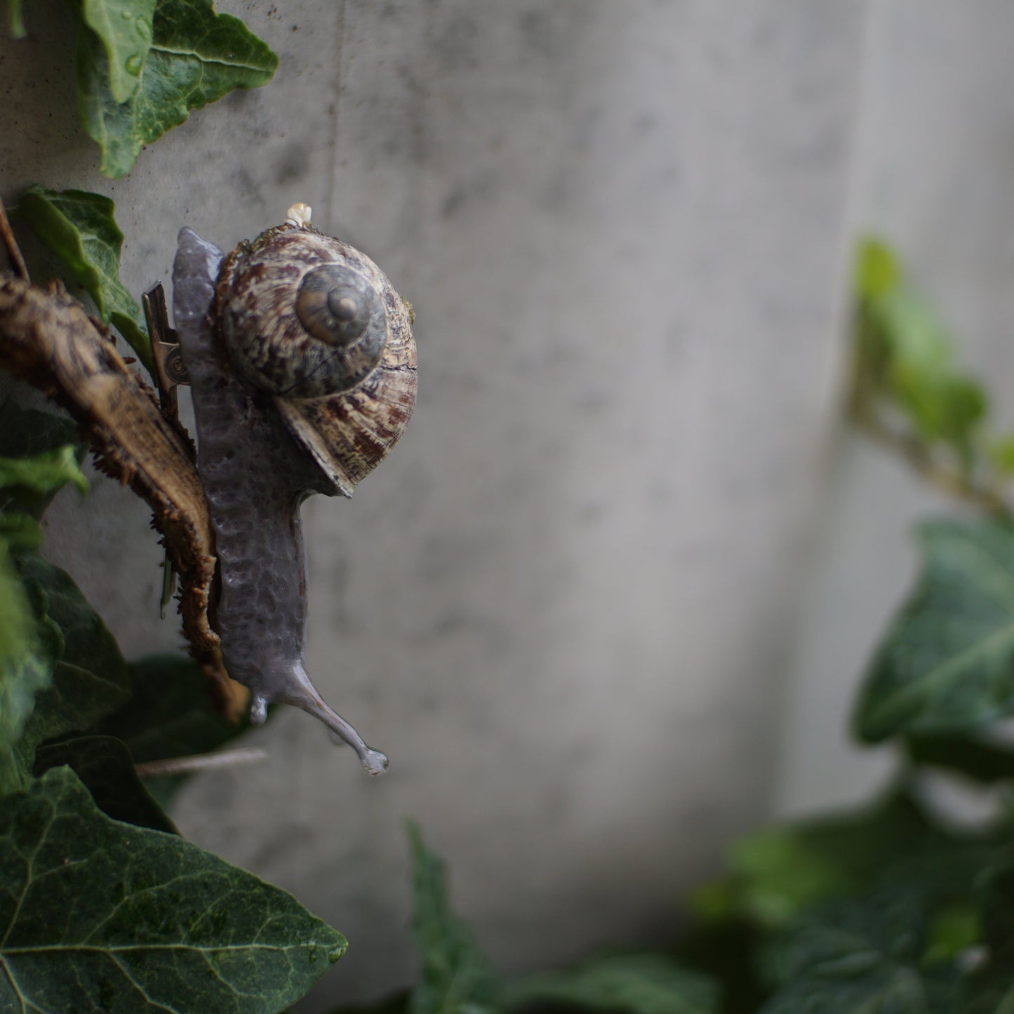 Mossy Snail Hair Clip