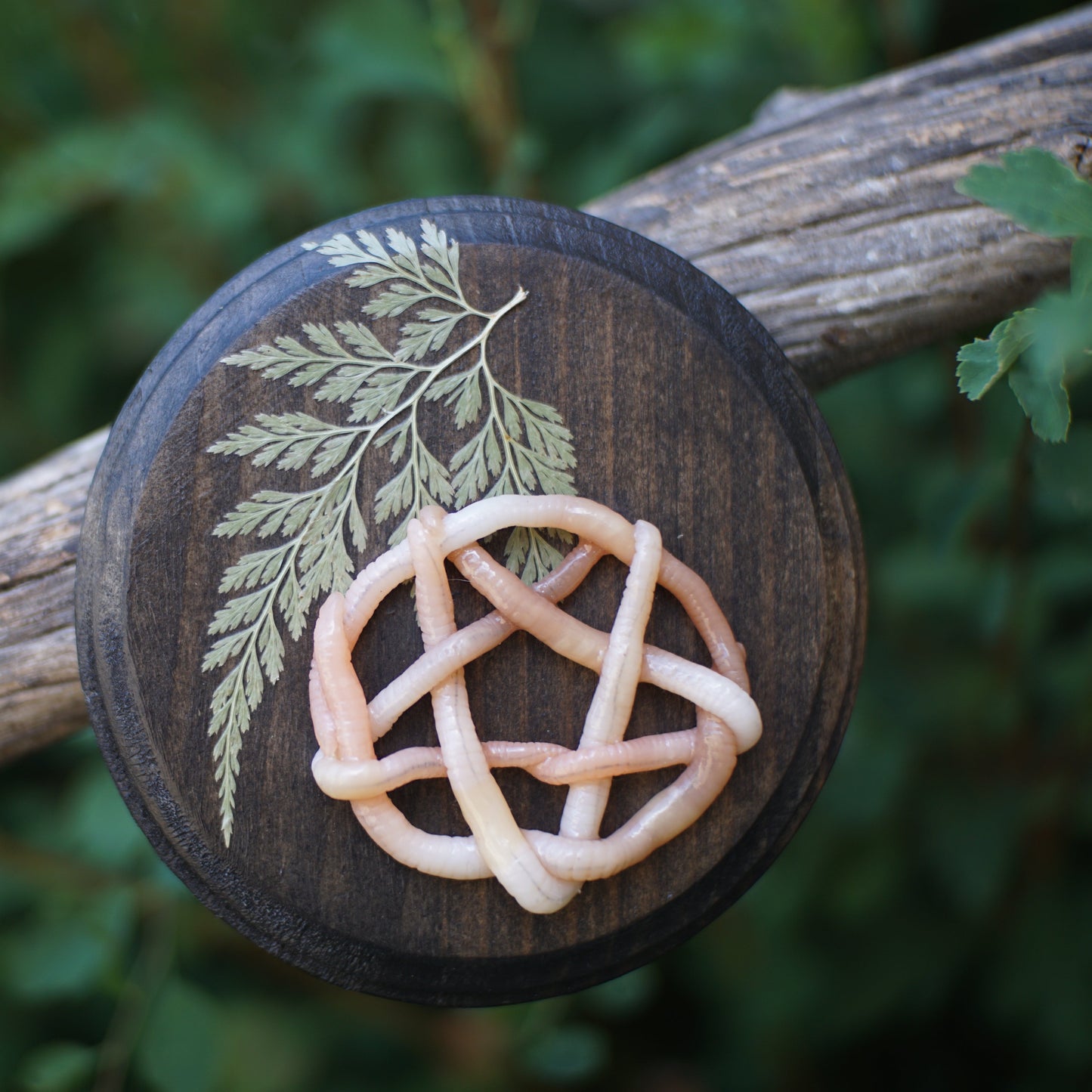 Pentagram Plaques