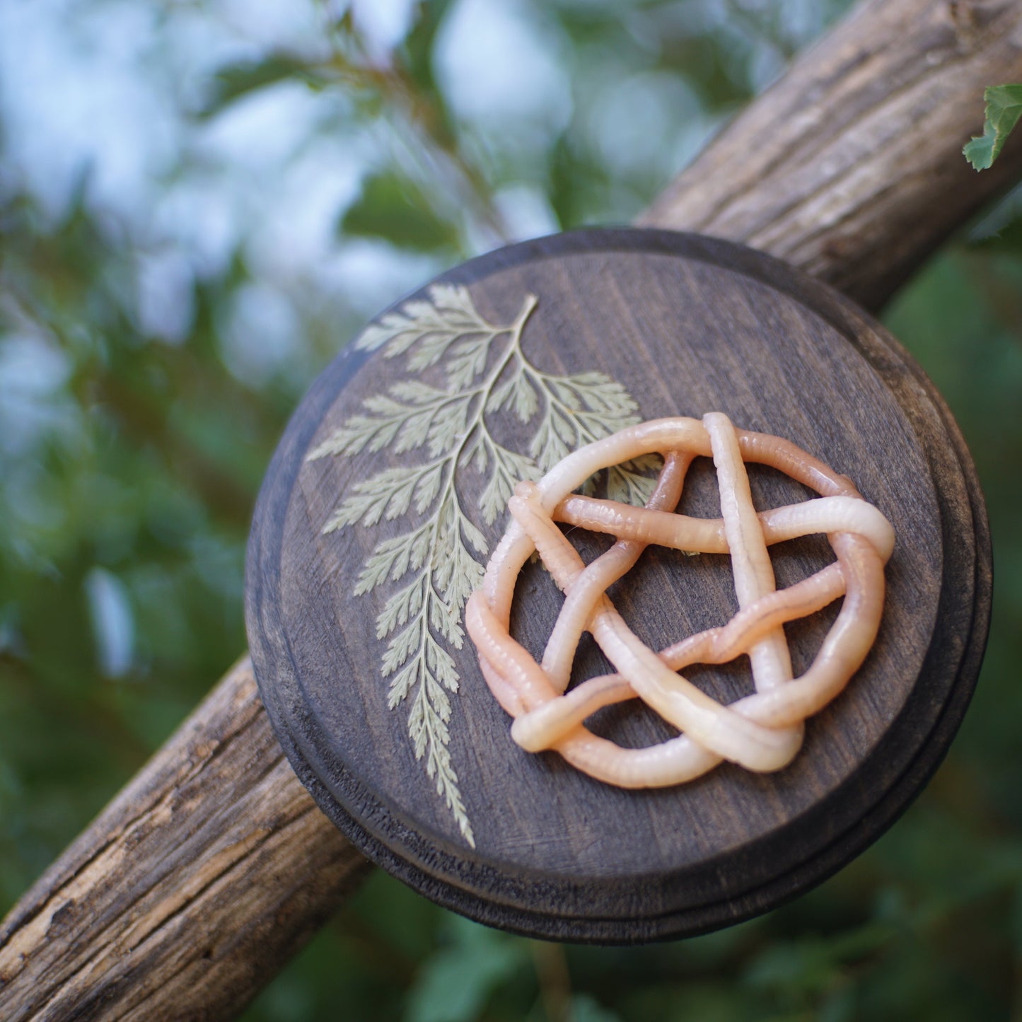 Pentagram Plaques