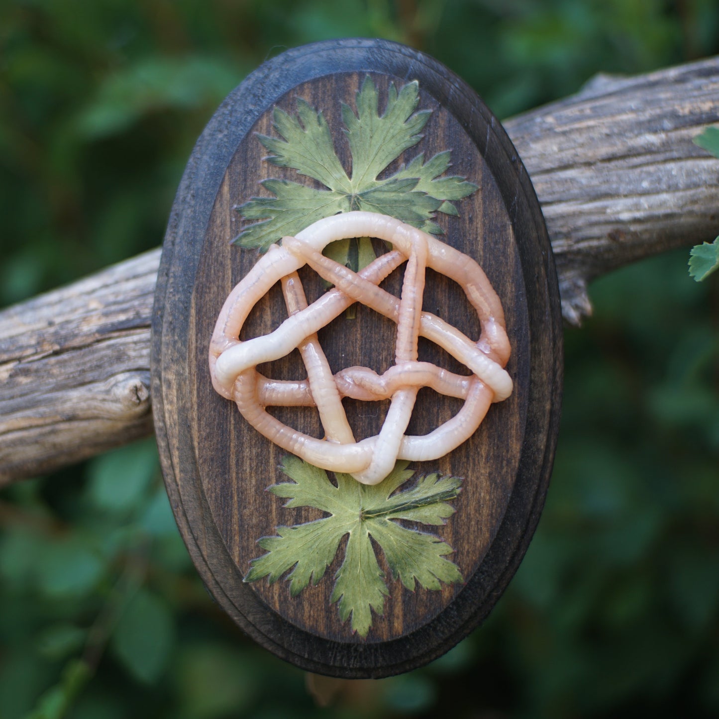 Pentagram Plaques