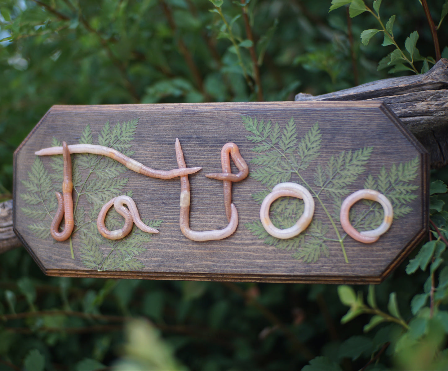 "Tattoo" Plaque