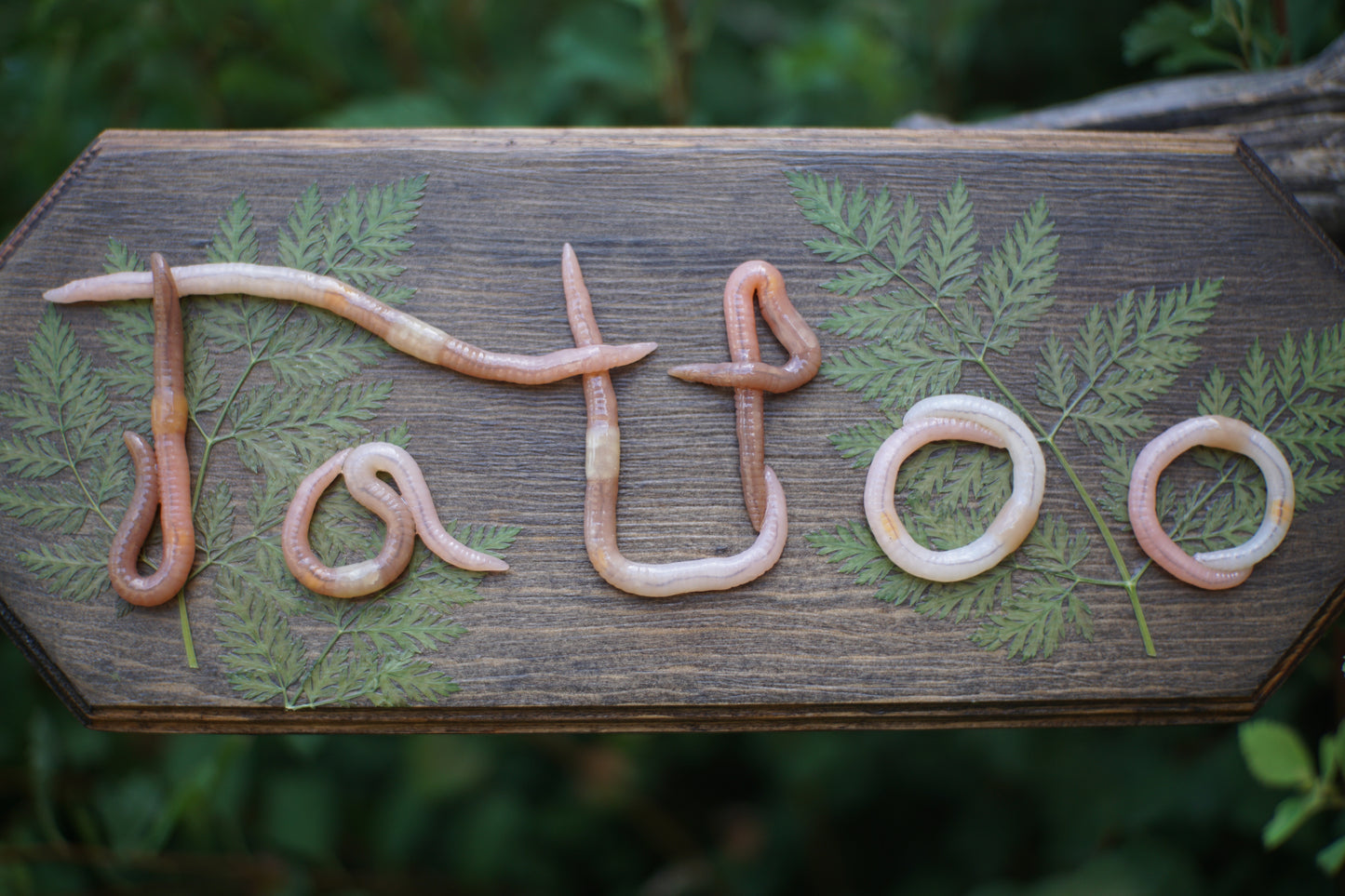 "Tattoo" Plaque