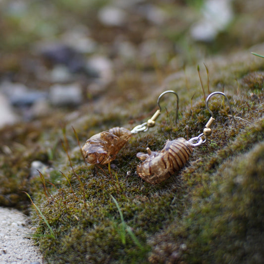 Cicada Husk Earrings