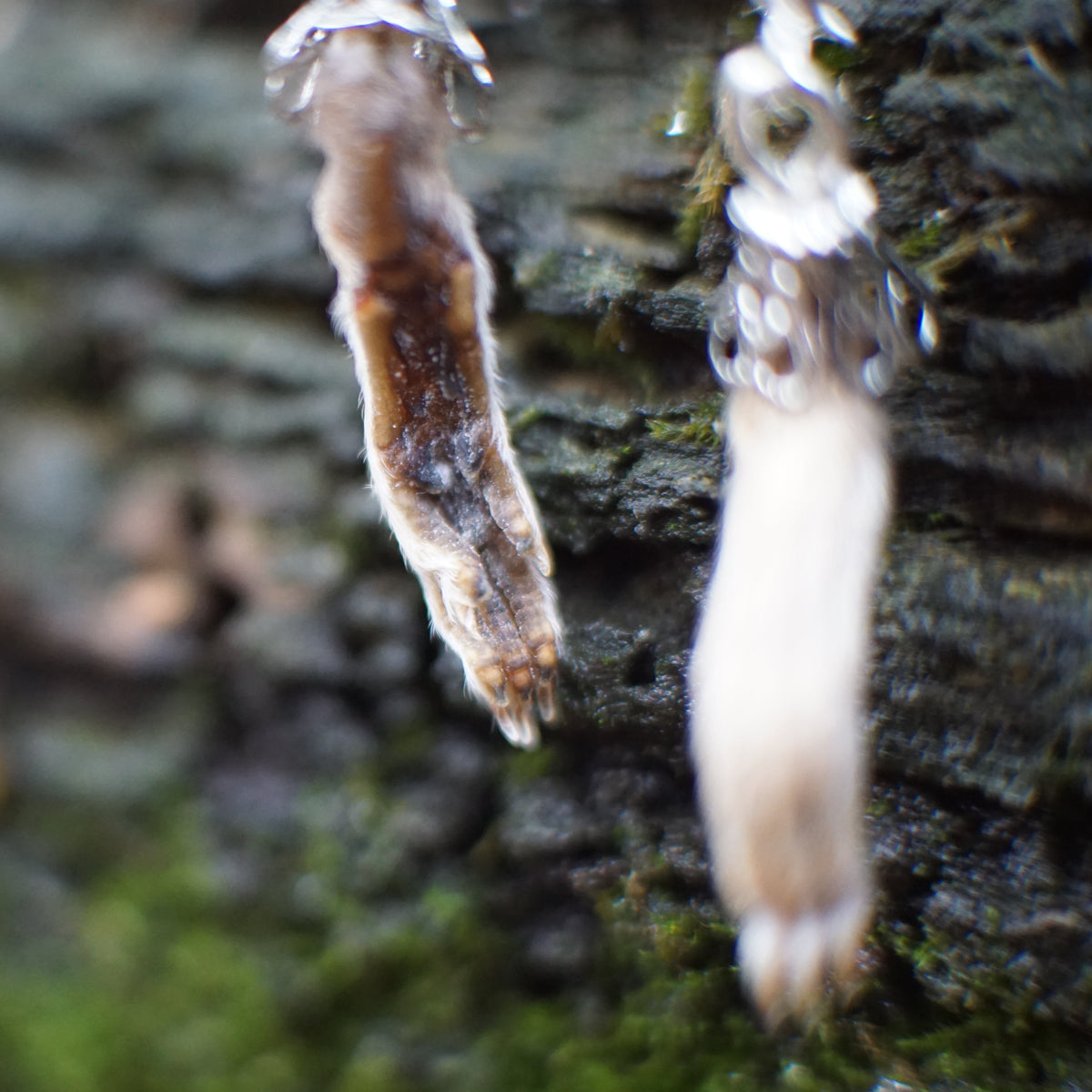 Rat Paw Earrings