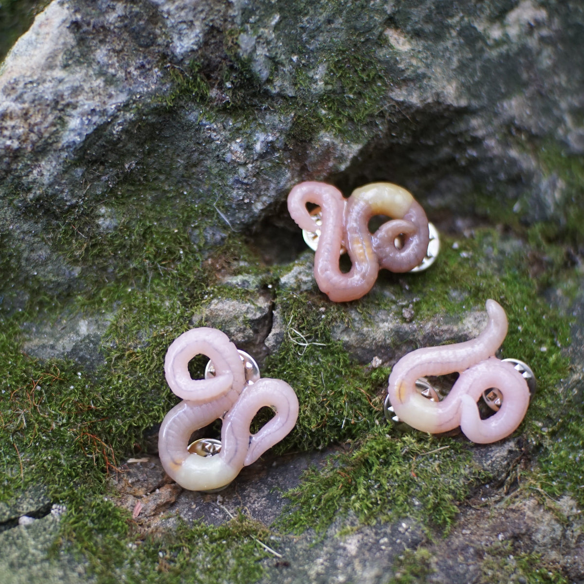 Pin Worm