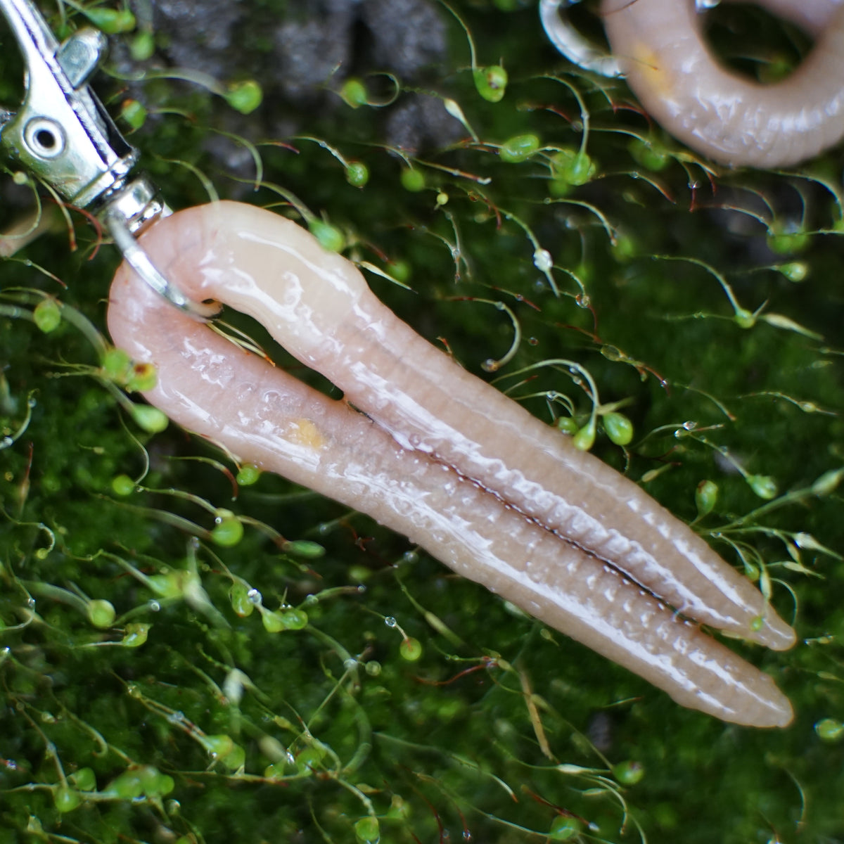 Worm Keychain