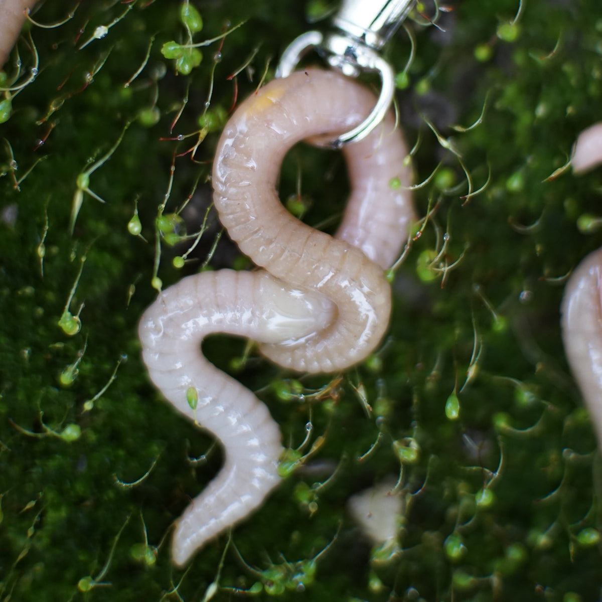 Worm Keychain