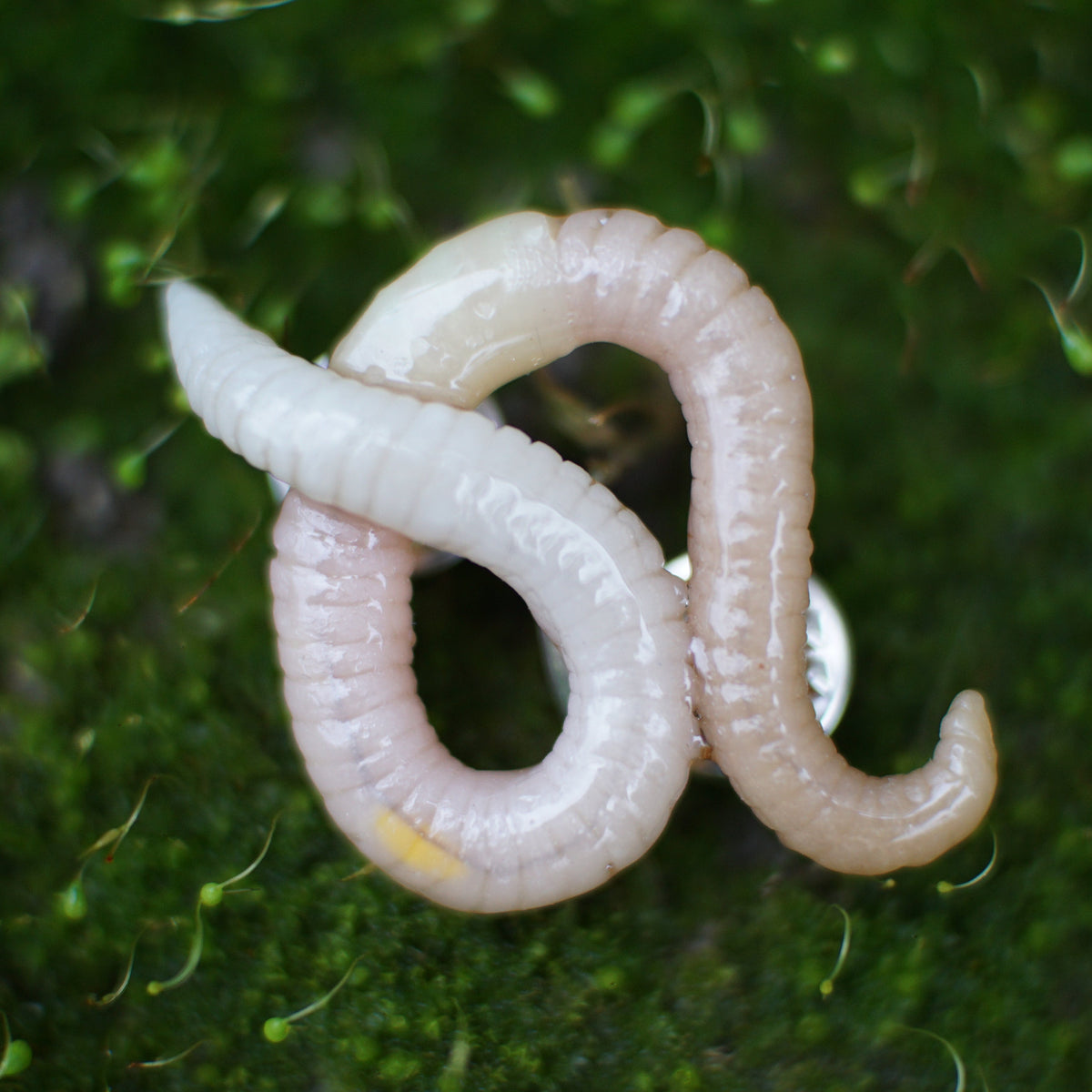 Pin Worm