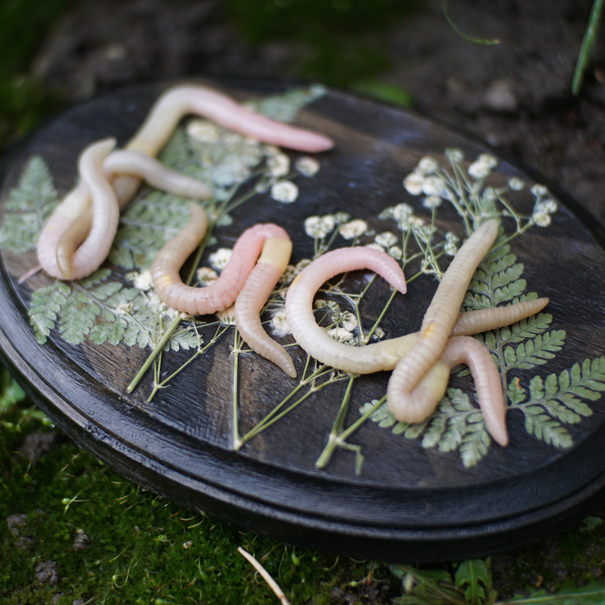 An oval black plaque featuring the word 'FUCK' spelled out in pale pink worms, decorated with pressed green ferns and small white flowers, resting on a mossy forest floor.