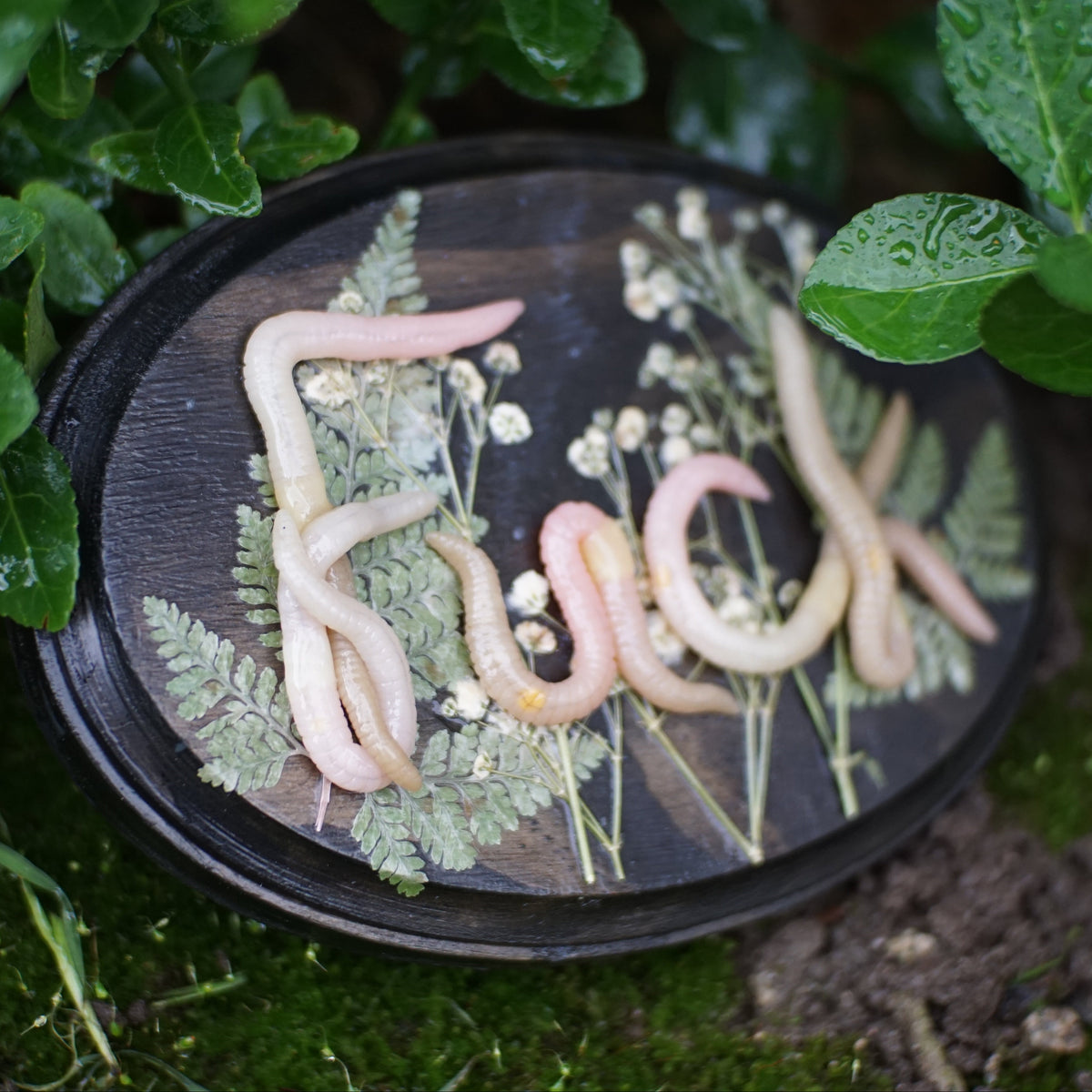 "Fuck" Plaque