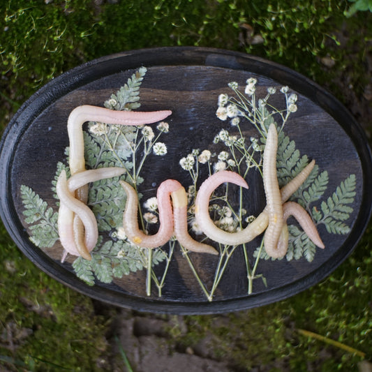 An oval black tray containing pale pink worms arranged to spell the word 'Fuck', with green fern leaves and small white flowers, placed on mossy ground outdoors.
