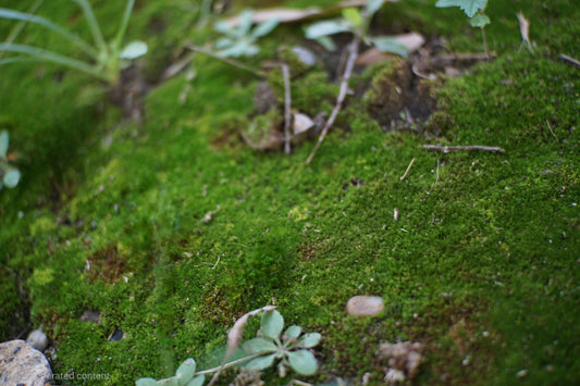 Custom Plaque for Kodi Phelps