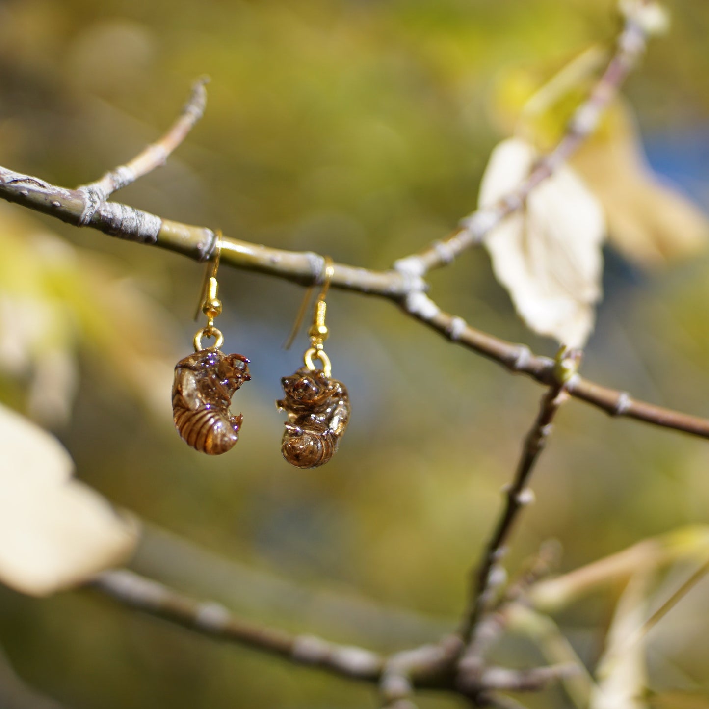 Cicada Husk Earrings