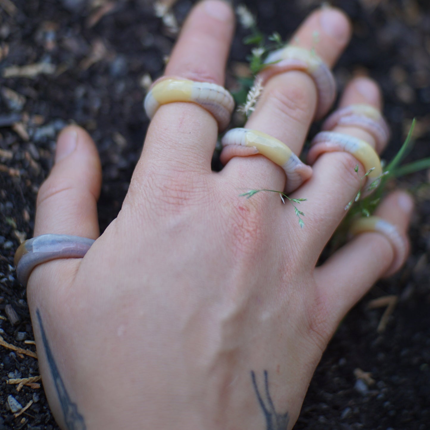 Ring Worm